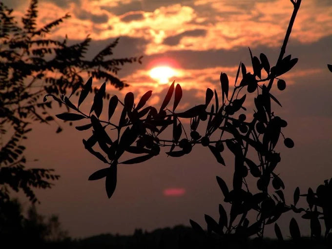 Olivenbaum in Sonnenuntergang auf Sizilien